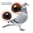 PL-0211-21-12547 - Podwójna wnuczka "Diamond Porsche" - CERTYFIKAT DNA!!!