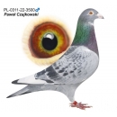 PL-0311-22-3500 - INBRED PORSCHE - Wnuk "Diamond Porsche" x Podwójna wnuczka "Diamond Porsche"