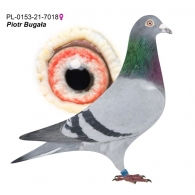 PL-0153-21-7018 - Wnuk "BIG JOHN" - Peter Van De Merwe x Wnuczka "Carl" i "Flitzer" A. Drapa