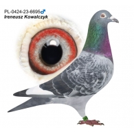 PL-0424-23-6695 - Porsche Mustang x Porsche Dakar - CERTYFIKAT DNA!!!!