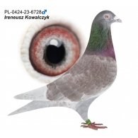 PL-0424-23-6728 - Wnuk "Diamond Porsche" x Kokartis x Kruger